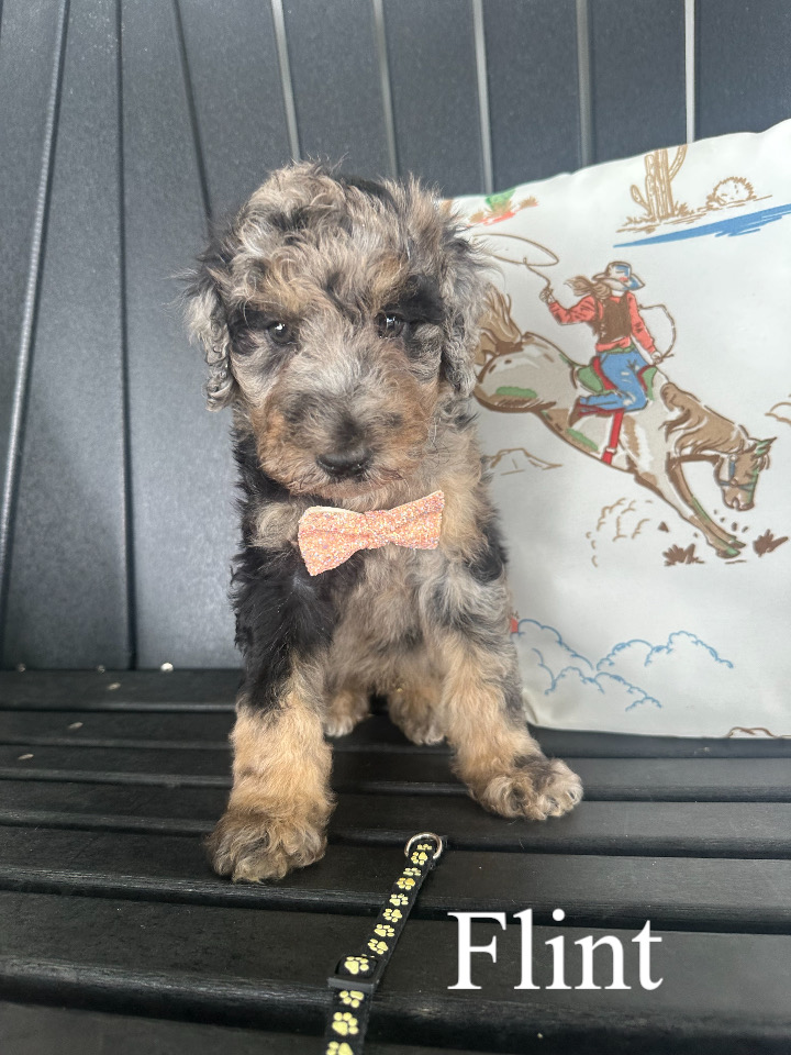 Flint (Black Collar) 1